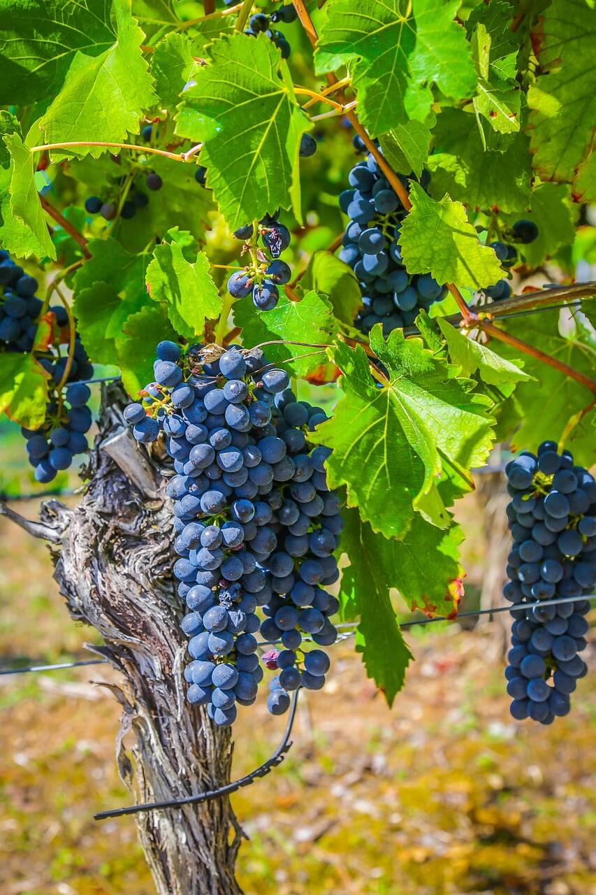 Livermore wine country tours luxury transportation to vineyards and winery tasting rooms